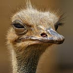 Backpacking the Karoo