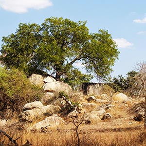 Limpopo Province landscape